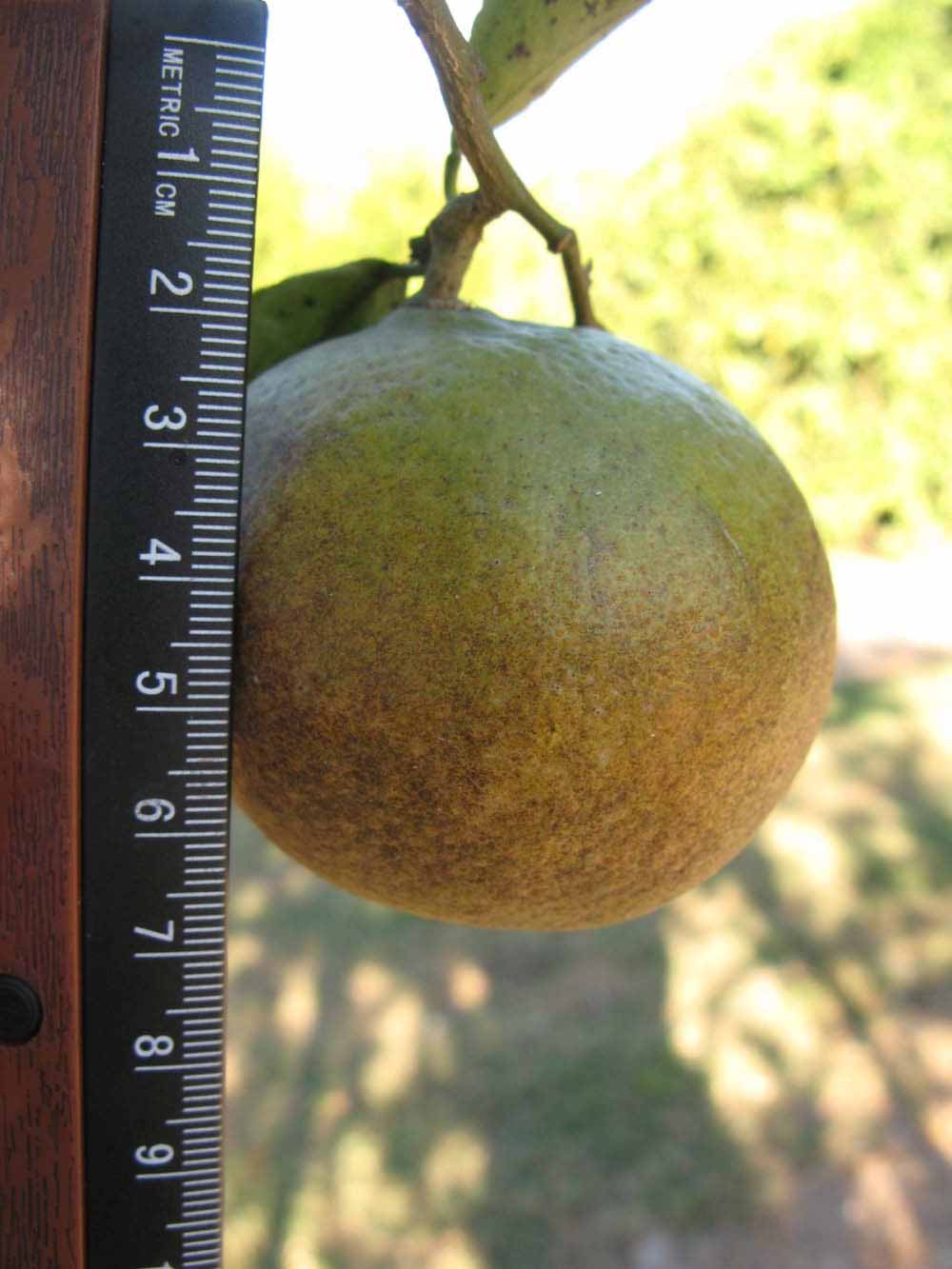            Fruit (Winter Haven, FL)   